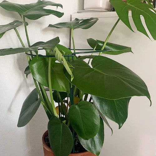 10PCS Garden Plant Support Ring Semi-Circular Flower Plant Trellis Sta