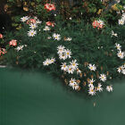 2X 6 Grid Planting Grow Bag Fabric Raised Bed Garden Planter Vegetable Plant Box