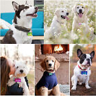 5x Dog Bone Cat Tag Pet Pendant Silicone Resin Molds +10pcs Keychain DIY Tool AU