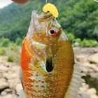 50/100pc Soft Rubber Maggot Grub Gent Fishing Bait Maggots Lure Fish Baits Lures