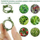 200PCS Tomato Greenhouse Ties Veggie Plant Support Clips Garden trellis Stake AU
