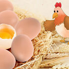 12x Plastic Fake Chicken Eggs Poultry Layer Coop Hatching Simulation Dummy Egg A