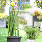 Plant Stake for Plant Support Ring Plant Cage Holder Flower Pot Climbing Trellis