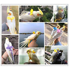 Adjustable Pet Parrot Bird Harness Lead Leash Flying Training Rope Cockatiel AUS