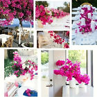 2X Silk Bougainvillea Branches Bougainvillea Artificial Flowers Iron Wire Stem