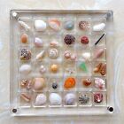 Acrylic Magnetic Seashell Display Box, 36/64/100Grids Seashell Display Organizer