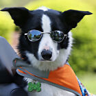 5x Dog Bone Cat Tag Pet Pendant Silicone Resin Molds +10pcs Keychain DIY Tool AU