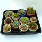 Seedling Tray Fine Hole Plant Propagation Seedling Hydroponic 42x42x5.5cm