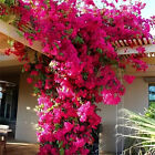 2X Silk Bougainvillea Branches Bougainvillea Artificial Flowers Iron Wire Stem