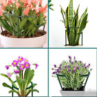 Half Round Garden Plant Vegetable Flower Support Stakes Sturdy Support Ring Cage