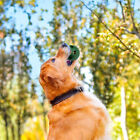 Dog Feeding Toy Woof Long-Lasting Dog Toy with Treat Tray Mold Pet Pupsicle Up