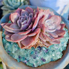 100G-1KG Fluorite Crystal Chip BULK Natural Gemstone Polished Mini Crystal Stone