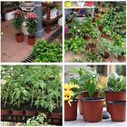 500pcs Plastic Plant Pot Flowers Garden Nursery Seeding Growing Container Bulk AU
