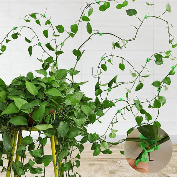 100Pcs Invisible Wall Rattan Clamp Clip Plant Climbing Wall Clip Wall Vines Fixt