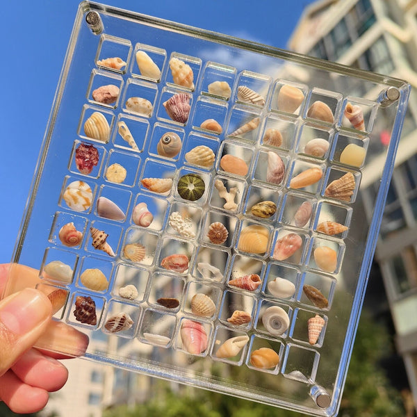 Acrylic Magnetic Seashell Display Box, 36/64/100Grids Seashell Display Organizer