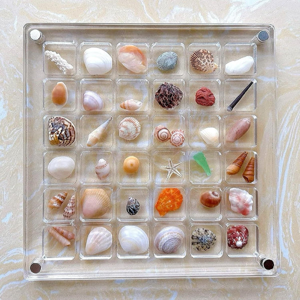 Acrylic Magnetic Seashell Display Box, 36/64/100Grids Seashell Display Organizer