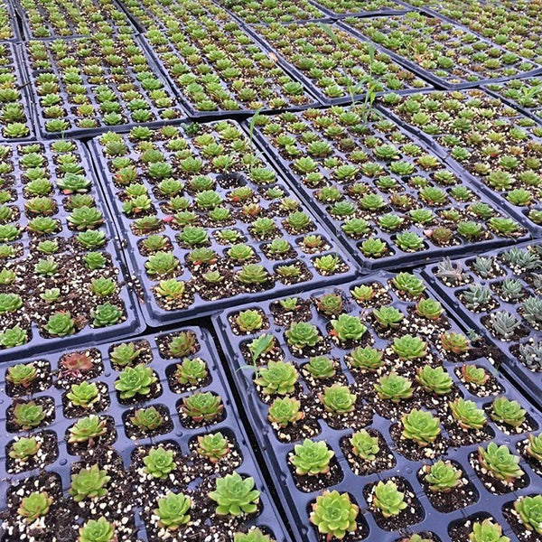 10PCS 72 Cell Seed Starter Trays Seedling Germination Nursery Propagation Trays