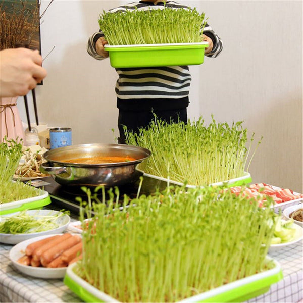 1PC Seed Sprouter Tray with Lid BPA Free Bean Sprout Grower Sprouting Seeds Tray