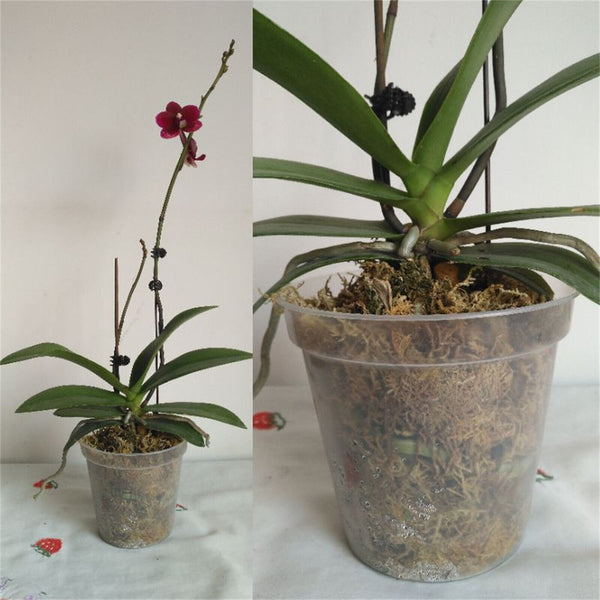 10X Clear Plastic Orchid Pots with Holes | Phalaenopsis, Paphiopedilum 76MM AUS