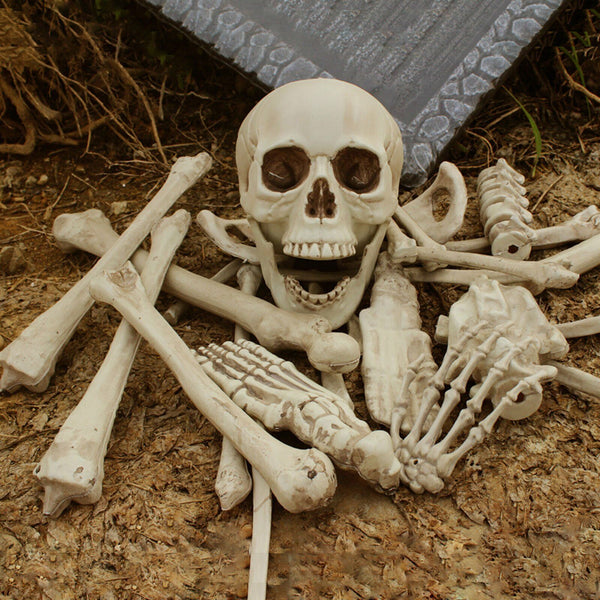 Halloween Human Skeleton Head Body Model Life Size Model House Prop Medical AU - Lets Party