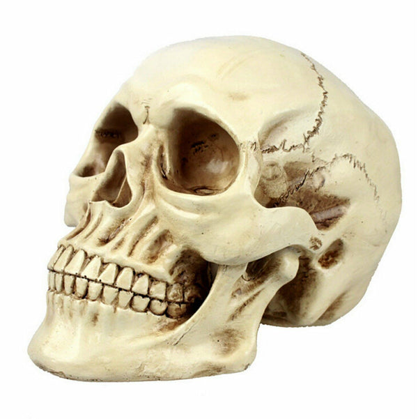 Halloween Human Skeleton Head Body Model Life Size Model House Prop Medical AU - Lets Party