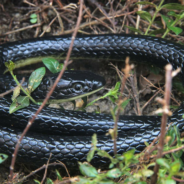 1.3M Rubber Snakes Realistic Trick Simulation Whimsy Fake Garden Pretend Toy Au - Lets Party