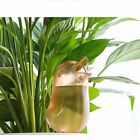 4PCS Plant Self Watering Spikes Pot Drip Irrigation Garden Tool Plant Waterer AU