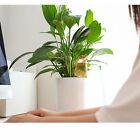 4PCS Plant Self Watering Spikes Pot Drip Irrigation Garden Tool Plant Waterer AU