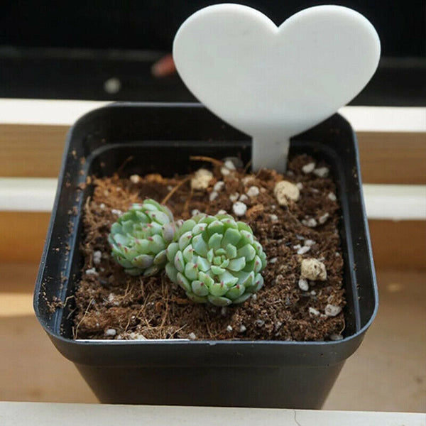 100PCS Heart-Shaped Plant Labels Flexible Plastic Garden Tag Nursey Seeding AUS