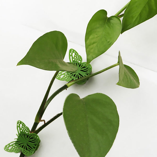 Butterfly Vine Plant Clips Rattan Plant Climbing Wall Clip Wall Vine Fix Fixture