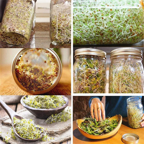 1 set Seed Sprouting Jar Kit Mouth Sprouting Jar with Screen Lid Stands16oz/32oz