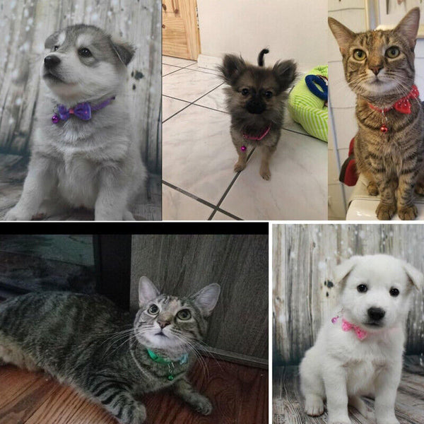 Bow Tie Cat Dog Kitten Collar with Breakaway Safety Release Buckle with Bell AU