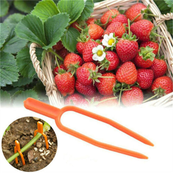 Plastic Plant Clip Climbing Support Clip Plant Vine Holder Garden Clip