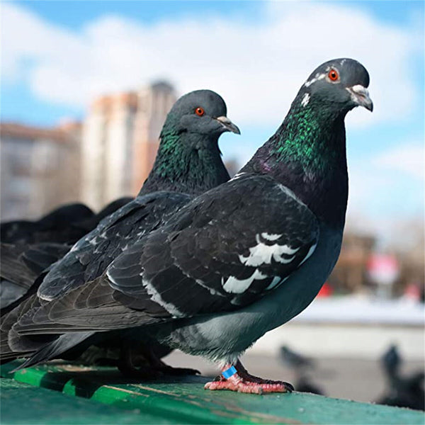 20PCS Identification Birds Chicken Poultry Leg Rings Bands Tag Large Clip 20mm