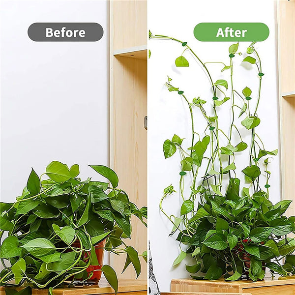 Invisible Vine Plant Clips Rattan Plant Climbing Wall Clip Wall Vine Fix Fixture