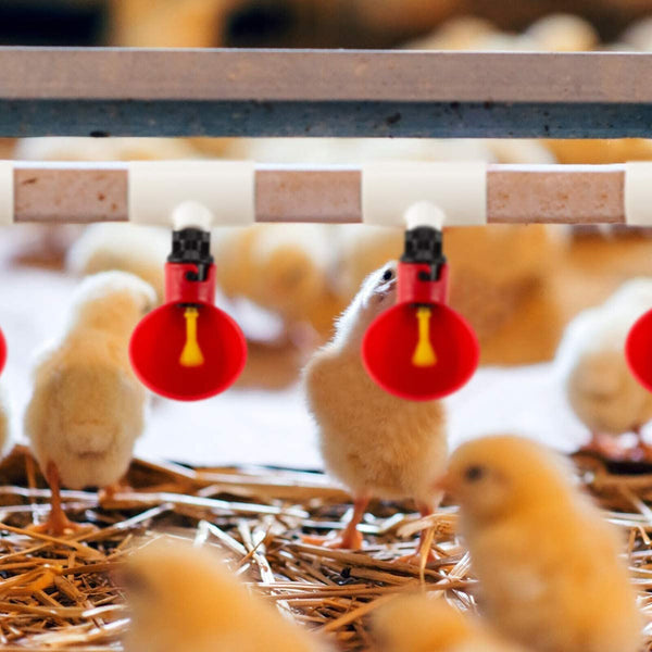 10PCS Automatic Cups Water Feeder Drinker Chicken Waterer Poultry Chook Bird AUS