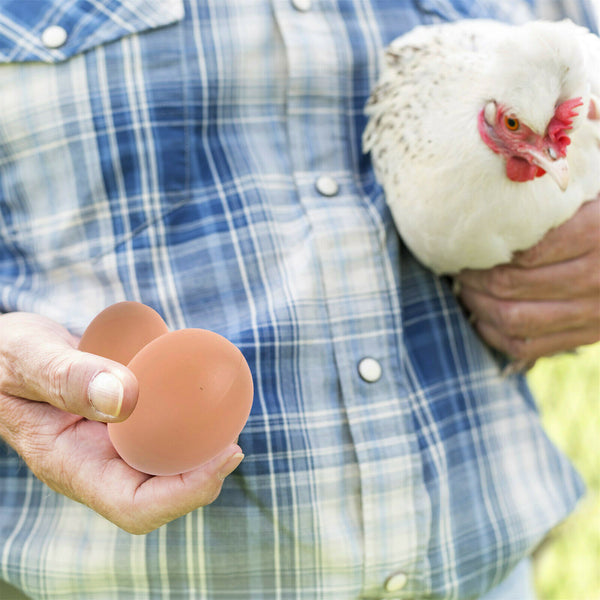 12x Plastic Fake Chicken Eggs Poultry Layer Coop Hatching Simulation Dummy Egg A