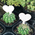 products/s-l1600_76650561-fe48-4b8a-8fe5-cb84d10c7f76.jpg