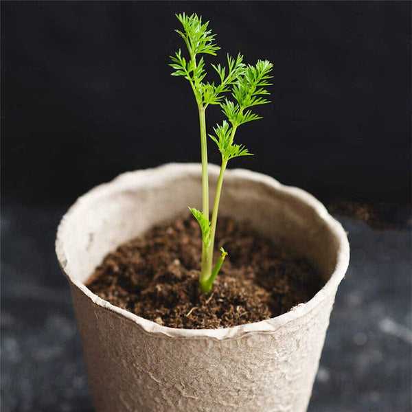 Biodegradable Paper Seedling Pots Seed Starter Garden Nursery Round Herb Planter