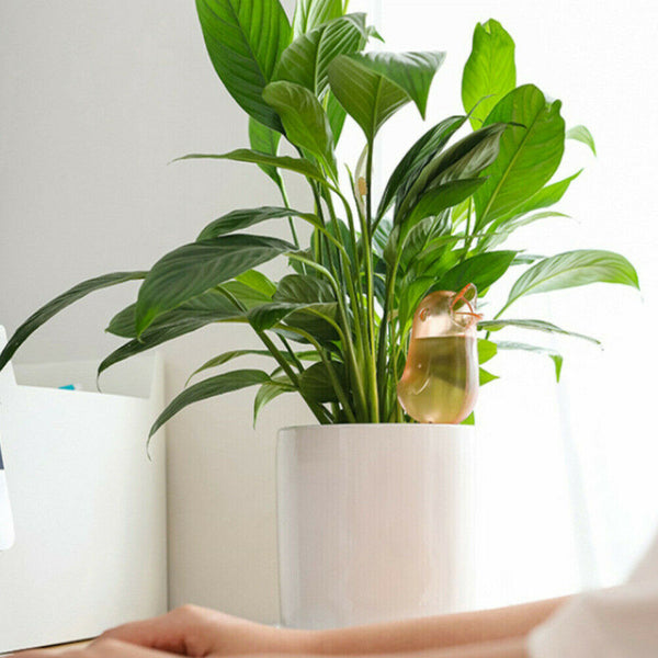 Plant Self Watering Spikes Pot Drip Irrigation Garden Tool Plant Waterer - Lets Party