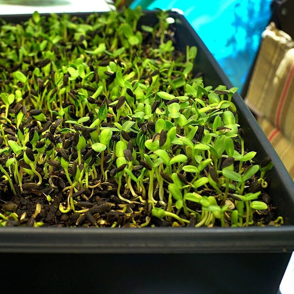 10 Pcs Garden Black Plastic Rectangle Plant Seedling Propagation Seeding Tray AU