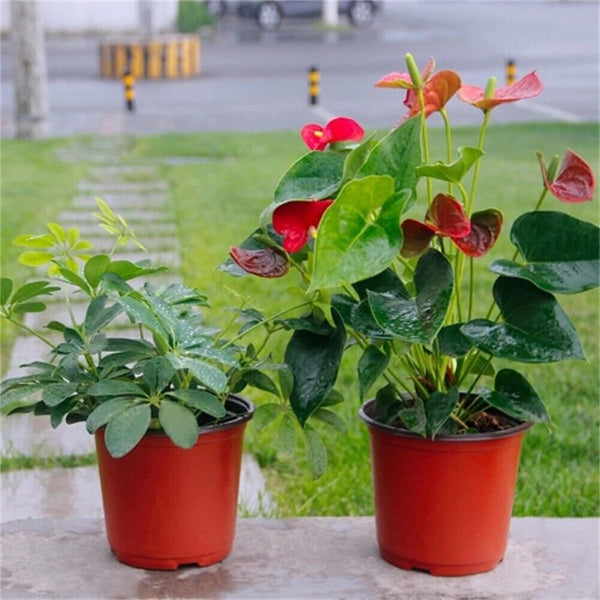 100x Plastic Plant Flower Garden Pots Nursery Seedlings Pot Growing Container AU
