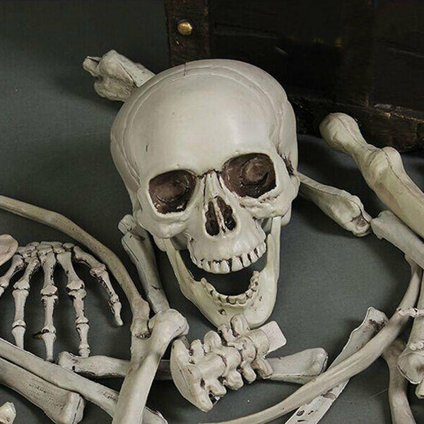 Halloween Human Skeleton Head Body Model Life Size Model House Prop Medical AU - Lets Party