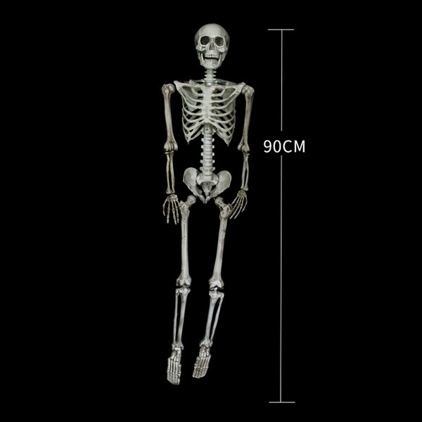 Halloween Human Skeleton Head Body Model Life Size Model House Prop Medical AU - Lets Party