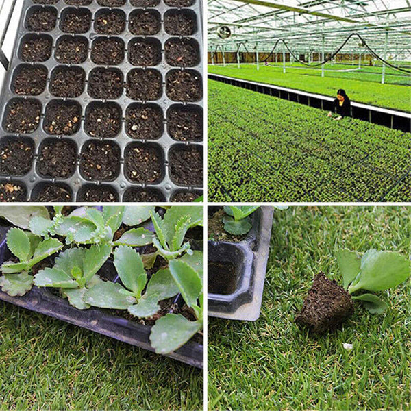 10x 72 Hole Plant Seed Grow Box Insert Propagation Nursery Seedling Starter Tray