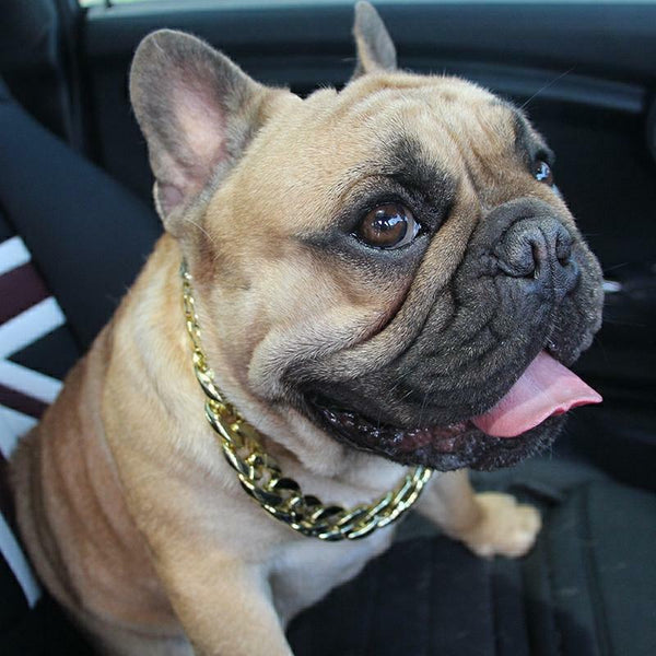 Gold Puppy Chain Necklace Pet Small Dog Necklace Collar Jewelry Neck Accessory