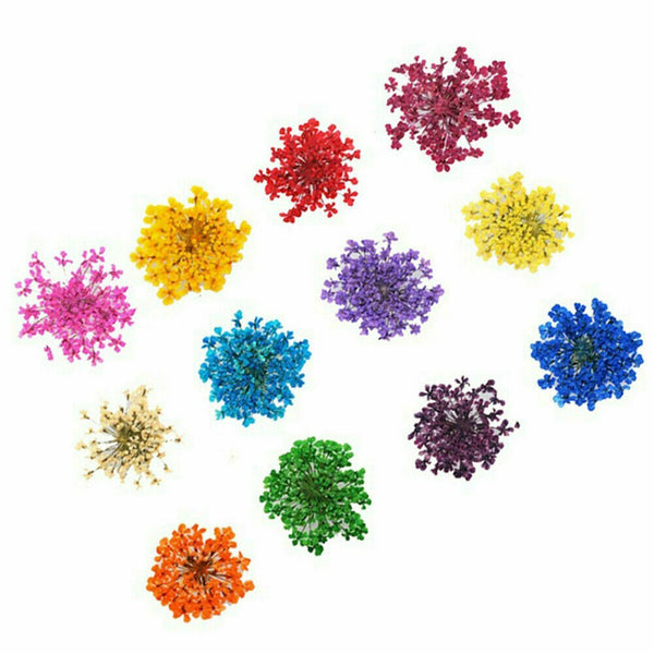 12 Colours 36pcs Real Dried Flowers Nail Art Decoration DIY Tips Nail Decals AU