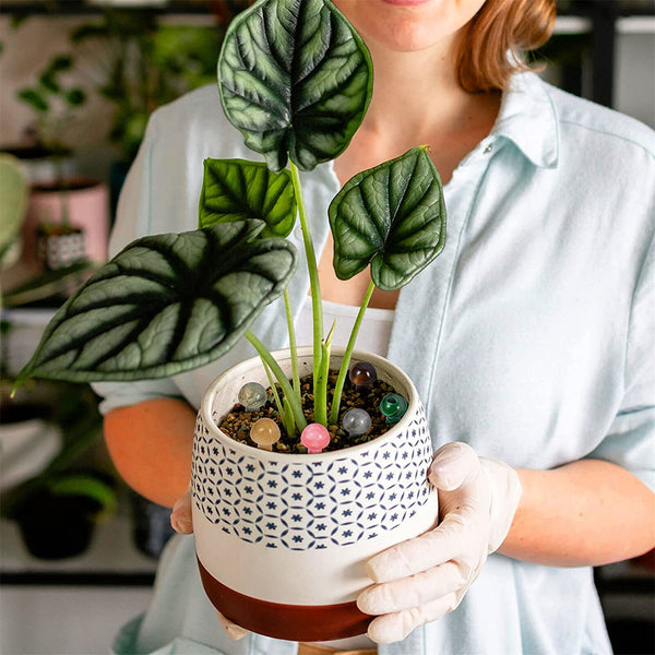 Mini Mushroom Natural Crystal Carving Quartz Massage Healing Reiki Stone Decor