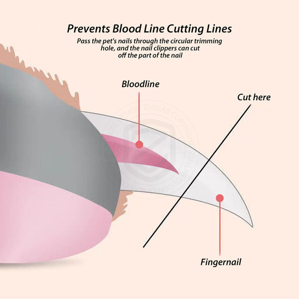 Pet Nail Clippers Cat Kitten Bird Claw Clippers Small Dog Nail Trimmer Scissors