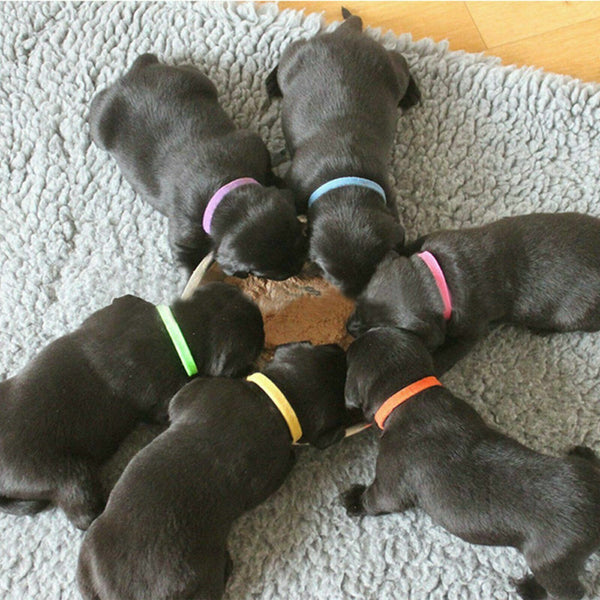 12 Colours Whelping ID Collar Bands Pet Puppy Kitten Identification Collar Tags